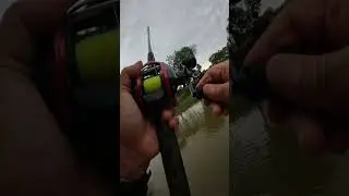Briga de um belo tambacu 