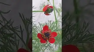 Adonis flower  - Adonis annua - Haustgo&eth;i - Sumargo&eth;i - Sumarbl&oacute;m - Gar&eth;pl&ouml;ntur - Rau&eth; bl&oacute;m