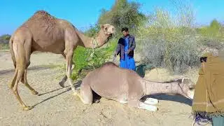 Camel she' meeting camel reproduction naturally video reproduction naturally #camel #animals #nuture