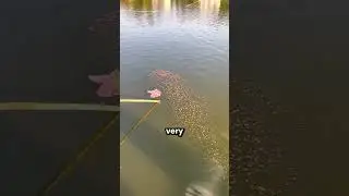 The Best Fishing Idea 🤩
