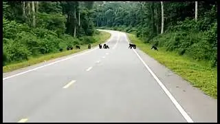 Chimpanzees of Budongo forest