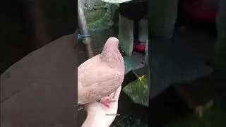 tiba tiba merpati keluar dari kandang sendiri #vlog #merpati #fyp