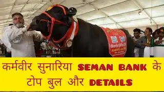 KBF कर्मवीर सुनारिया ब्रीडिंग👆 seman bank के टोप बुल और details✅️ @manjeetlochabmurrhafarm 