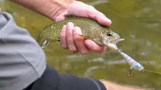 Bass Poppers in the River for Trout??? (trout fishing)