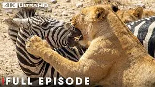Ultimate Predators: The World's Deadliest | 4K UHD | Nature Animal Documentary