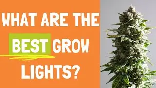 Are You Using the Best Grow Lights on your Weed? On In the Weeds