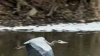 Great Blue Heron Sound