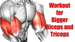 How To Get Bigger Biceps and Triceps?
