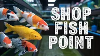 INSANE Koi Fish Price Changes in Lalukhet Market 2025 Explained - FISH POINT SHOP