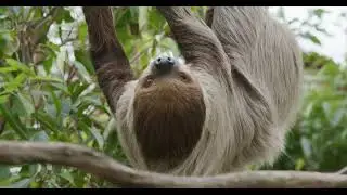 Sloth on a tree