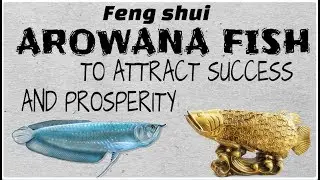 How Arowana Fish Brings Good Luck.