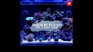 Feeding My Waterbox 100.3 Reef Tank!