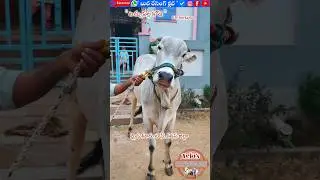 తాల్ల అంగడి.భాషా గారి,టచ్చుపల్ల కోడె,మైదుకూరు టౌన్,కడప జిల్లా