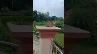cute chutki terrace pr missu😘🥰&hearts;️ #likesubscribe #petlovers #ytshorts #lovecat #funnycomedy #memory