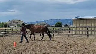 Sage reviewing turn and maintain walk and trot