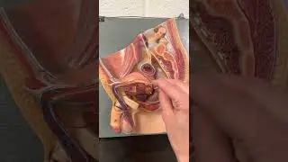 Male Reproductive Anatomy