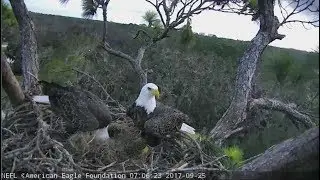 2017/09/25 07h04m NEFL Eagles~Romeo is doing nest work~