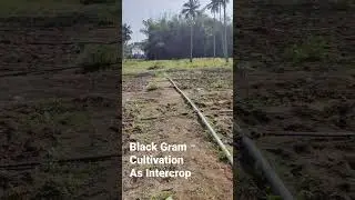 Black Gram Cultivation #pulses #blackgram