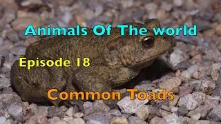 European Toads!