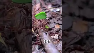 Weird Ant Strength