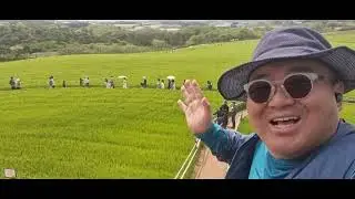 250427 고창 학원농장 청보리밭 유채꽃 산책 The Hak-Won Farm Green Barley Field Rapeseed Flower Walk in Gochang