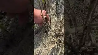 Watch Carefully!!🦀🏝️👀#fiddler crab #crab #catch #fishing #bait #beach #florida #mangroves