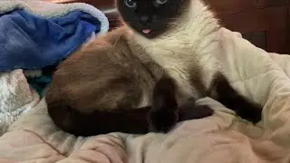 My Cat grooming (Warning, background city noise)