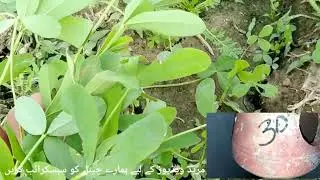 Soft Food Loosan for Birds | BUDGIES Birds | لوسن گھاس سردی میں کس طرح دیں