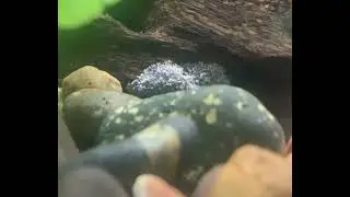 Jeffrey the Didymium Aquatile