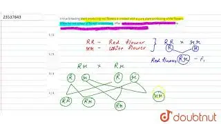 A true breeding plant producing red flowers is crossed with a pure plant producing wh