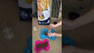 Let&rsquo;s talk about why we&rsquo;re obsessed with Farmina&rsquo;s N&D Pumpkin Lamb & Blueberry recipe!🌟🐾We&rsquo;re all