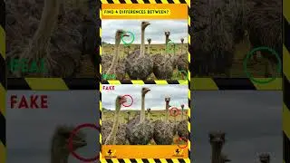 guess differences Ostrich #quiz #funny #puzzle #trivia .