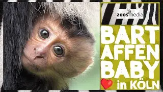 Cologne Zoo: BABY lion-tailed macaque 😍 | zoos.media