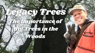 Legacy Trees: The Importance of Big Trees in the Woods