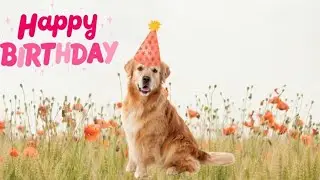 Happy Birthday to all Golden Retriever Lovers #dog #Funny #Cute