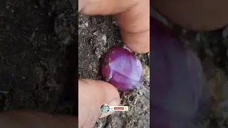 Bay Diamond Hunter: Uncovering Sheen Sapphire-Formed Agate | Gemstone Mining Treasure Hunt