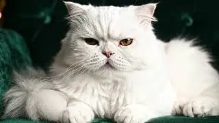 Deep Sleep ASMR | Fluffy Persian Cat Purring on Green Velvet 👑☁️