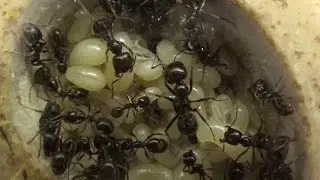 Blog Messor barbarus #7 - Observation, Infos et Nourriture