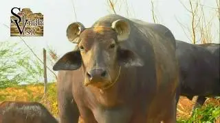 Buffalo Documentary | Kundhi | Banni Buffalo|Dosu Jat|سوا ڪروڙ جي ڪنڍي مينهن