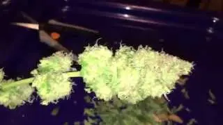 WWxBB Female Seeds Harvest: Day 65