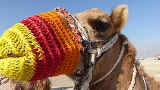 Official Guide of Qatar! Welcome to the Persian Gulf, Must to see!