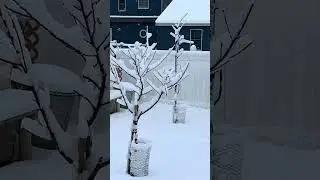 Winter 🥶#snow #winter #tree #spring #malnutrition #farming #nature #shorts #garden #love #like #fyp