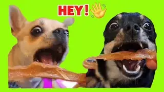 Three Chis and me is live! #live #dog #animals