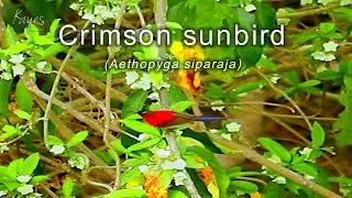 crimson sunbird Aethopyga siparaja