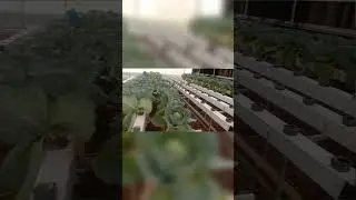 cabbage cultivation hydroponics technique#yshorts #viral