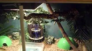 Ball Python Jaxx Crawling the Line (2).mov