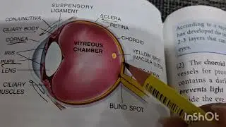 Structure of eyeball [part2] || class 10 || Icse || Cbse||