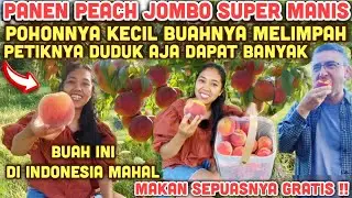 PANEN PEACH JUMBO SUPER MANIS POHONNYA PENDEK BUAHNYA LEBAT FRESH MAKAN LANGSUNG SEPUASNYA GRATIS
