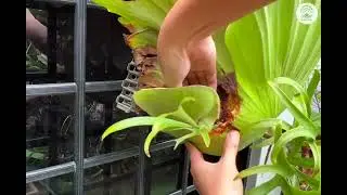 Removing a Platycerium | Staghorn Pup - Ep107
