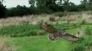 Eagle Owl Flight